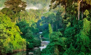 Rainforest-Borneo-006